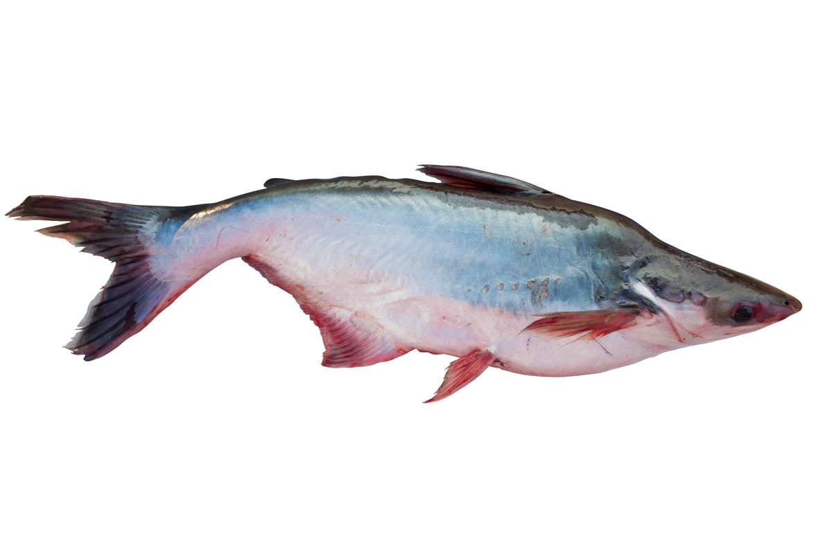 Pangasius