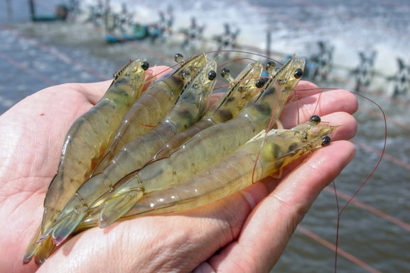 White shrimps or Litopenaeus vannamei on hand in close up view at Aquatic farm.