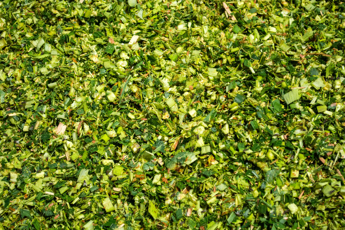 green mass of corn silage during placement in the pit