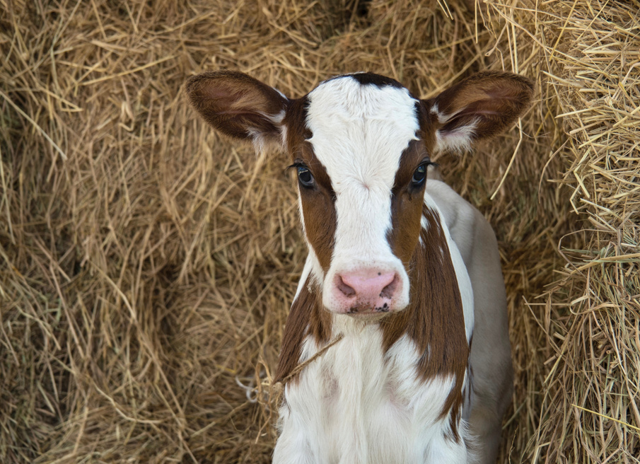 Portrait of Two Days Old Baby Cow