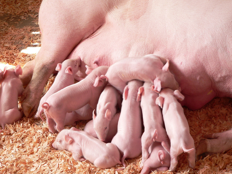 Baby Pigs Feeding with Mother