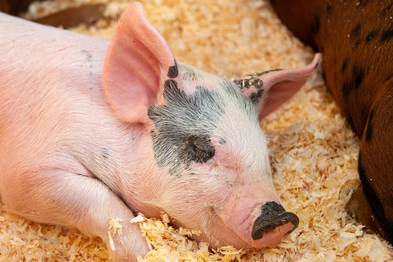 Piglet at a State Fair